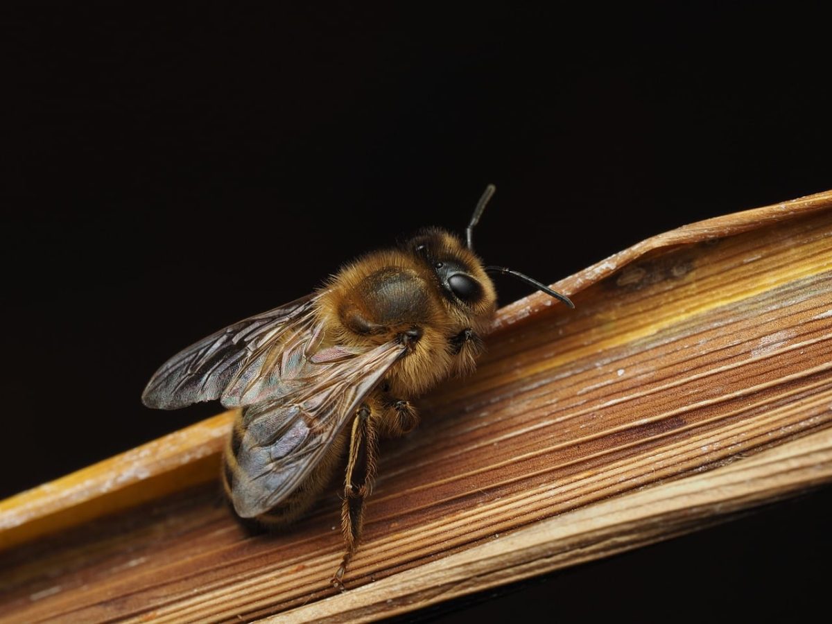 bee, nature, garden, entomology, wings, plant, macro, insect, natural, details, macro photography, biology, golden, environment, pollination, closeup, wildlife