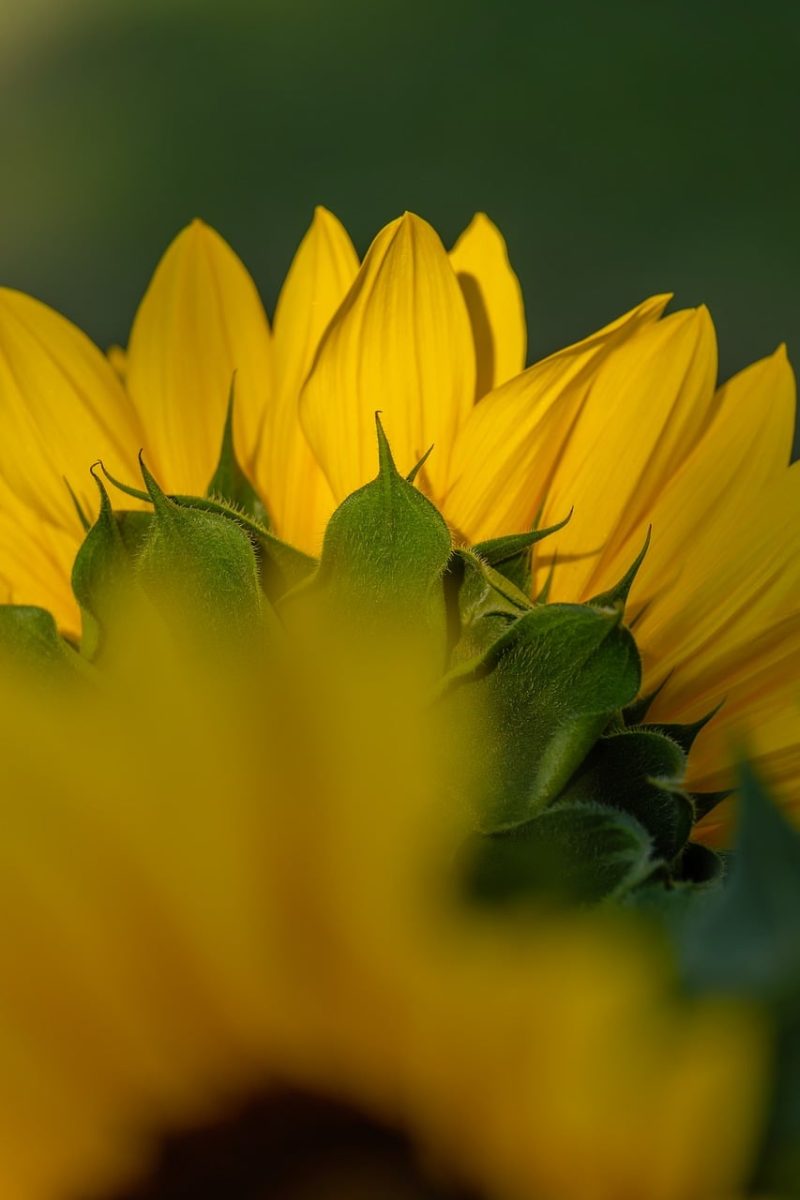 sunflower, nature, yellow color, garden, summer, flower, macro photography, plant, sun bloom, daisy flower, natural beauty, outdoor, pink bud, agriculture, beautiful scenery, blooming plant, still life, close-up photography, vibrant colors, nature photography