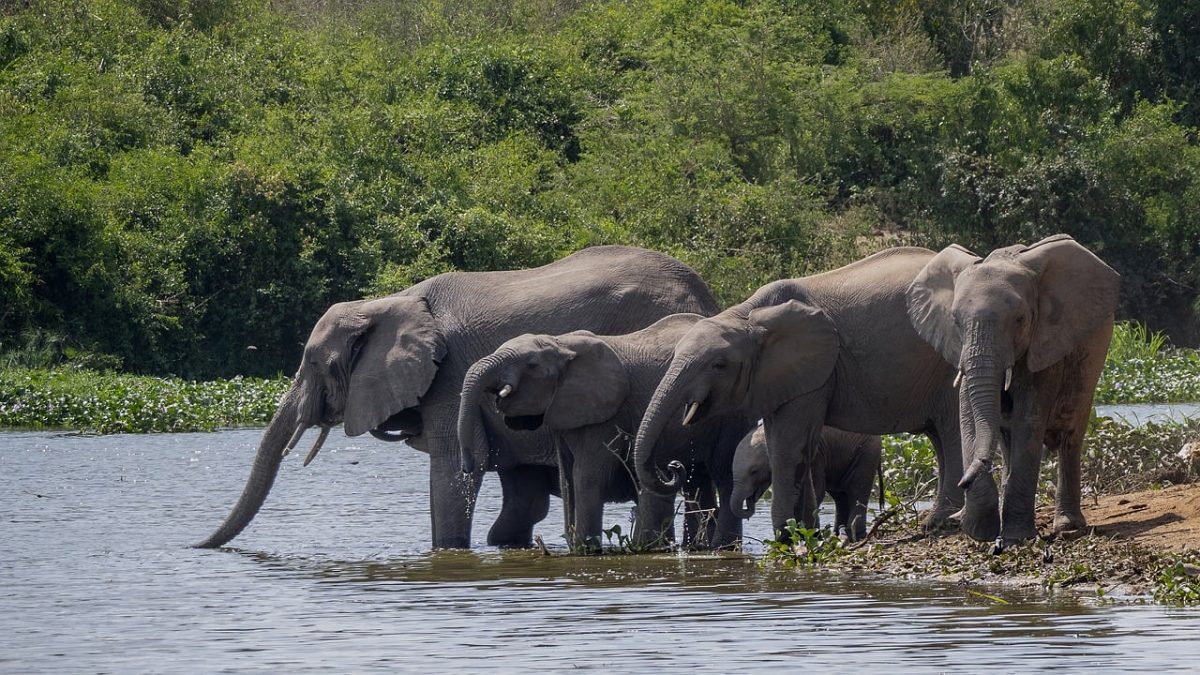elephants, herd, nature, wildlife, safari, national park, animal world, waterhole, mammals, large animals, natural habitat, wild animals, life cycle, water animals, ecosystem, resting animals, cute, hot weather, river, kenya