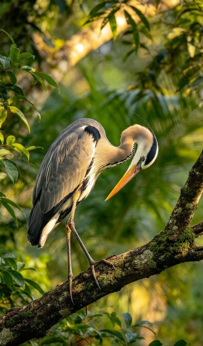 heron, nature, tree, forest, branches, wildlife, light, borneo, indonesian rain forest, animal, habitat, view, feather color, ecosystem, natural habitat, natural beauty, camouflage, fragility, avian species, daylight, photography