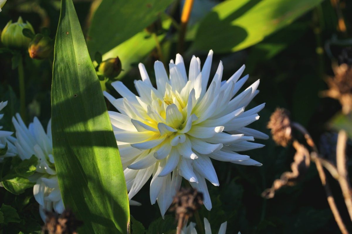 dahlia, flower, nature, garden, summer, green, white, leaf, sunlight, botany, fresh, outdoor, garden plant, hue, detail, frond, outdoor plants, silhouette, macro photography, season