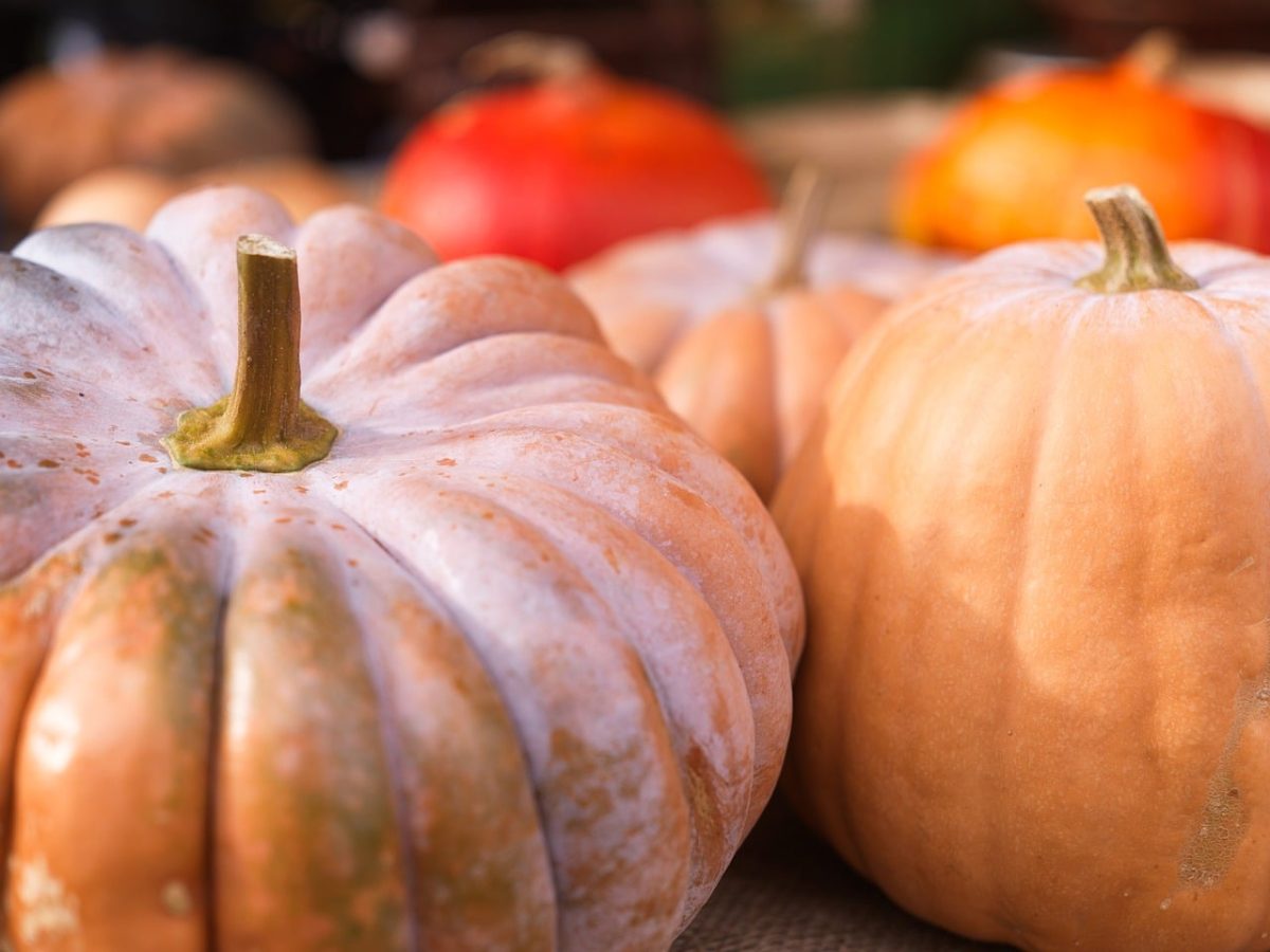 pumpkin, vegetable, autumn, halloween, harvest, nature, october, orange, food, seasonal, agriculture, organic, fresh, traditional, biological, farmers market, apothecary, velvet, red, color, village, plant