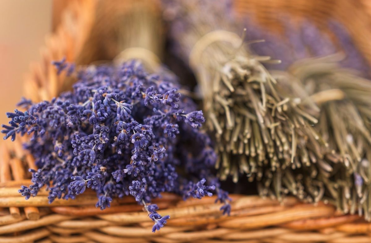 lavender, dried flowers, basket, autumn, dried lavender, harvest, nature, flower, purple, aromatic, flora, beauty, agricultural worker, decoration, countryside, herbs, fragrance, happy, horticulture, cozy