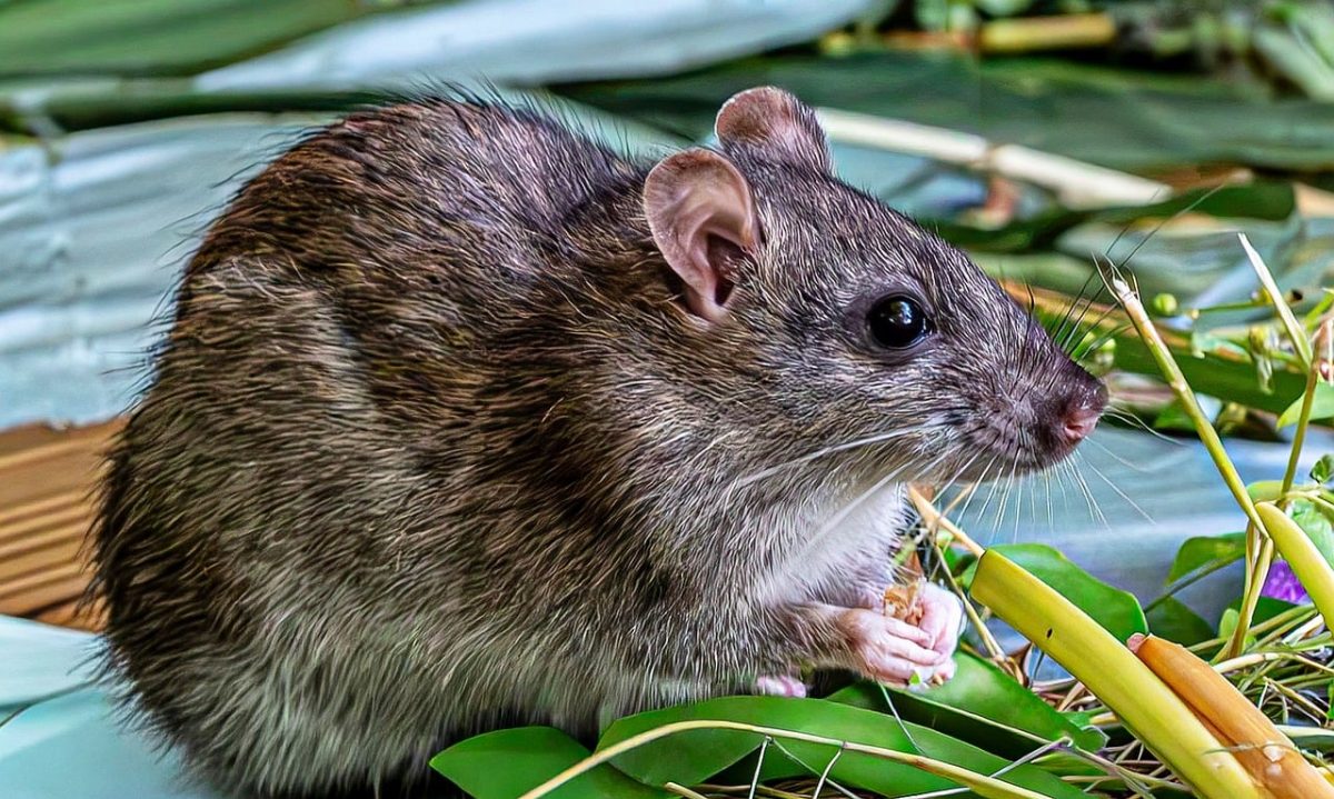 rat, brown rat, rodent, wildlife, feeding, whiskers, green leaves, nature, detailed photography, bamboo leaves, paw, wild animal, background, texture, mammal, nocturnal, camouflage, wild, natural environment