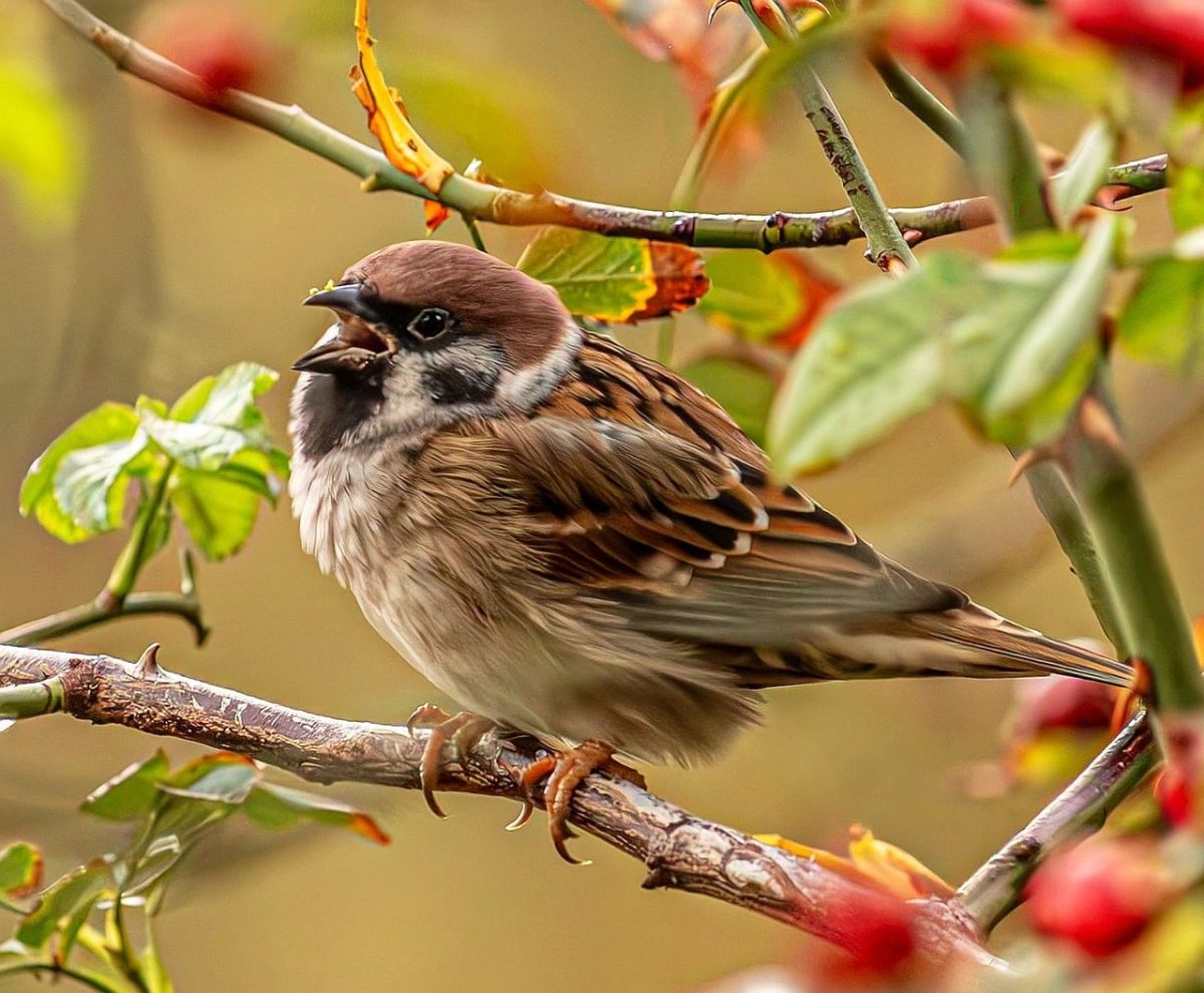 sparrow, tree sparrow, small bird, wildlife, passerine, singing, chirping, open beak, perching, hd wallpaper, branch, yellow leaves, autumn, nature, leaves, outdoor, background, wallpaper