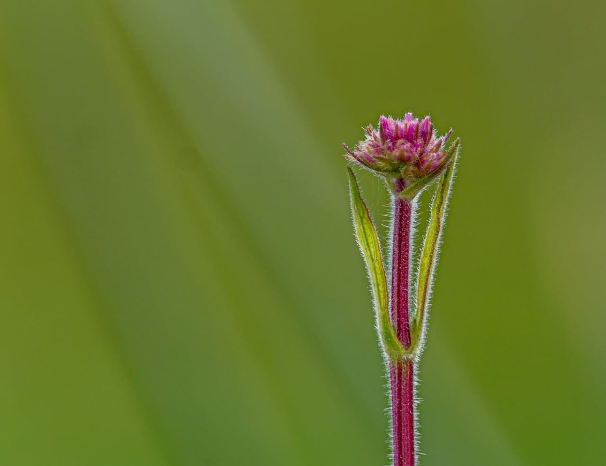 flower, wildflower, pink flower, bud, plant, flora, hairy stem, bokeh, macro, green background, detail, minimalism, nature, outdoor, beauty, background, wallpaper, hd wallpaper, natural beauty, field, simple beauty