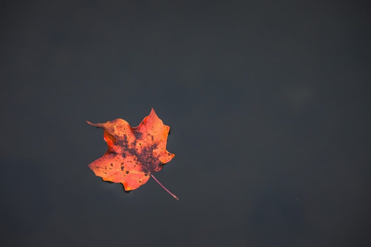 fall, leaf, orange, water, natural, lake, reflection, peace, serenity, simple, beauty, leaves, autumn, quiet, solitary, magic, water reflection, nature, artistic, natural beauty, calm, simplicity