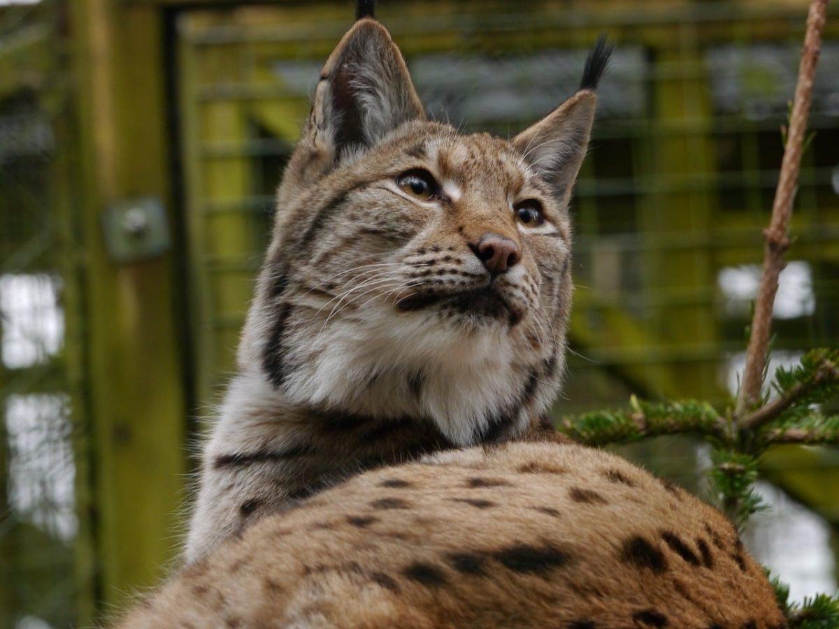 lynx, predator, animal, pet, feline, mammal, cat, carnivore, wild, fur, ears, eyes, nature, zoo, character, tail, hunting, north, hairy, camouflage, beauty, branch