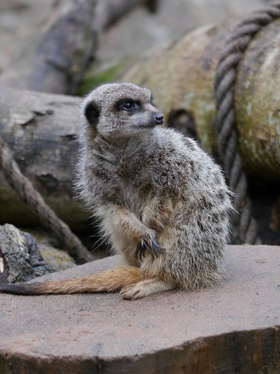 meerkat, furry animal, zoo, standing meerkat, pose, observation, mammal, meditative, natural environment, gray fur, petting animal, mobile photography, log, crawling, day, nature, wild, forest environment, solitary, dry branch
