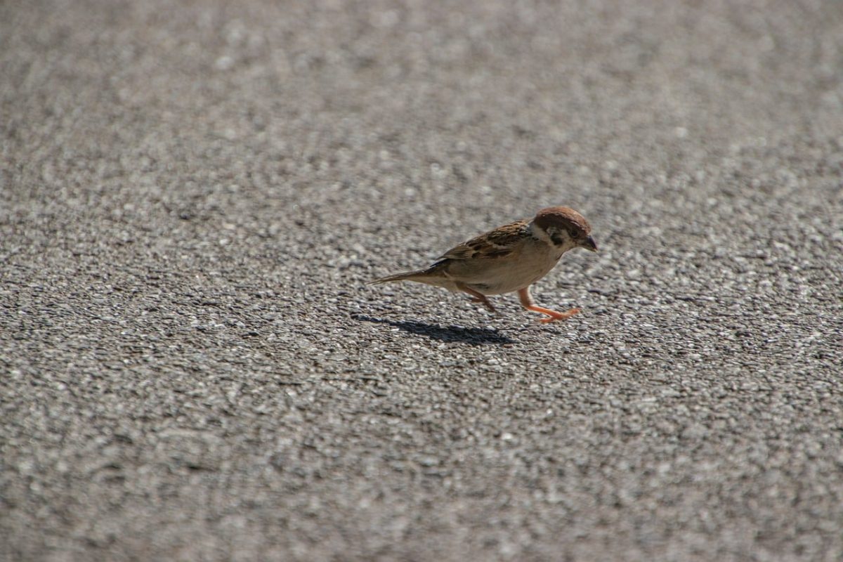 sparrow, bird, wildlife, ornithology, beak, feathers, sidewalk, nature, outdoors, park, walk, close to ground, small bird, urban life, gray, asphalt, ground, daylight, movement, animal in city