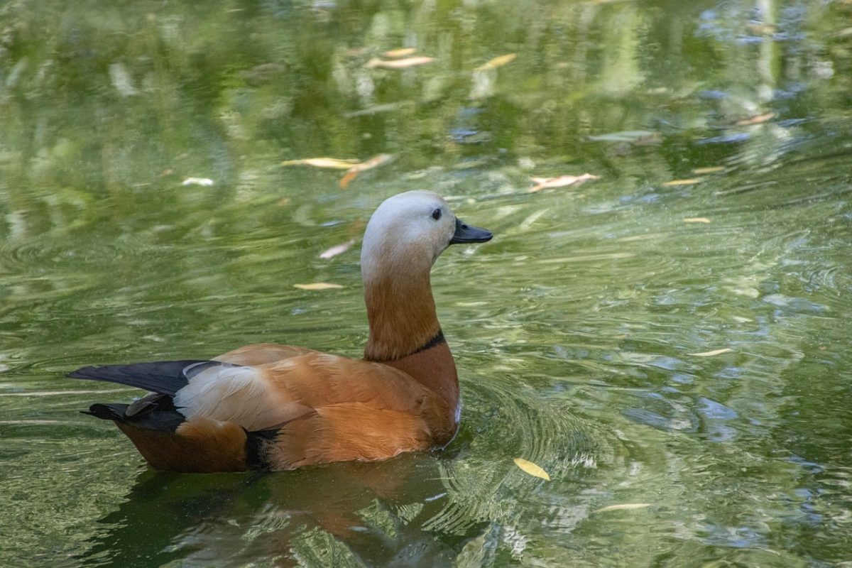 ruddy shelduck, water bird, wildlife, feathers, beak, swimming, ornithology, avian, water, bird, fauna, birdwatching, wild, plumage, flamingo, larva