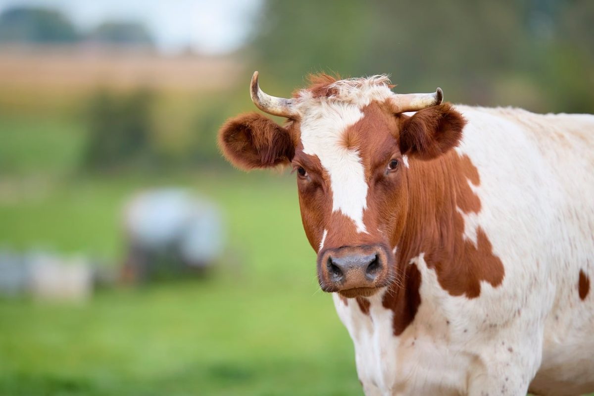 cow, farm, rural, nature, cattle, plants, pasture, animal, breeding, dairy, domesticated, field, tranquility, grazing, horns, brown, white, mammal, agriculture, livestock, full of herds