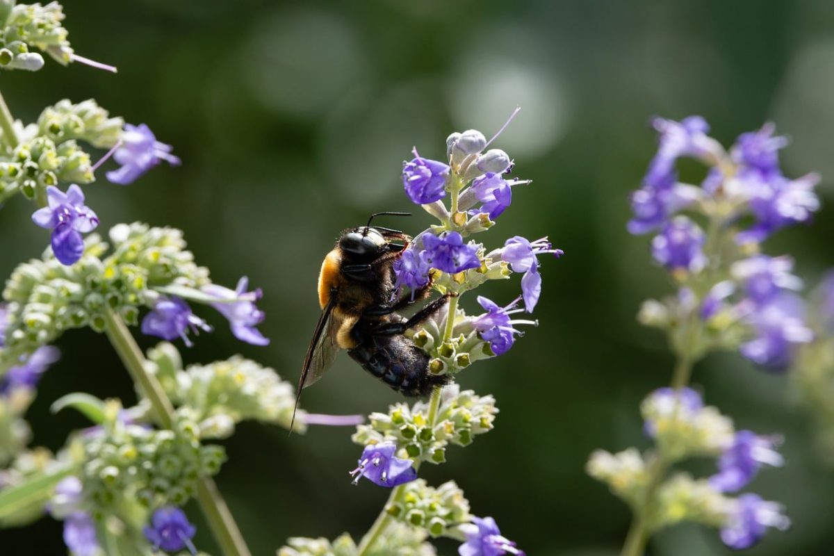 bee, catmint, purple, flower, bloom, stem, pollination, insect, nature, macro, summer, garden, ecosystem, beautiful flowers, flower wallpaper, flower background, wildflower, nectar, delicate, beauty, wings, natural