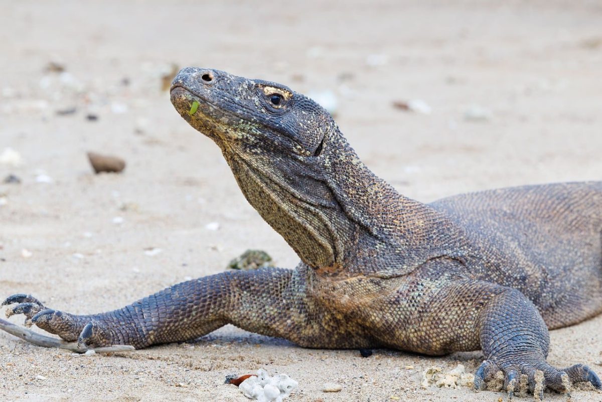 komodo dragon, rinca island, komodo national park, giant lizard, monitor lizard, endangered species, exotic animal, predator, indonesian wildlife, protected species, rare wildlife, flores indonesia, large reptile, nature photography, east nusa tenggara, reptile, wild animal, natural reserve