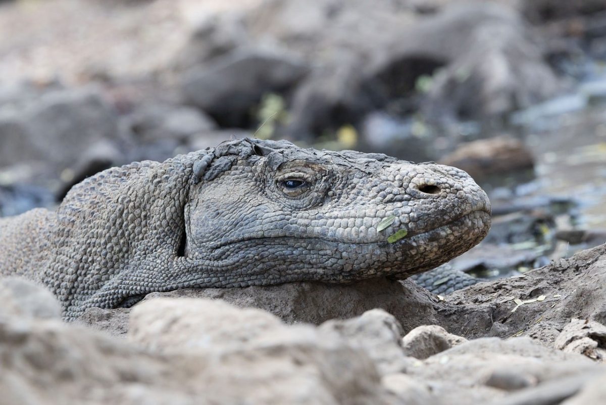 komodo dragon, species, monitor lizard, indonesia, wildlife, endangered species, predator, komodo national park, nature, reptile, flores, protection, ecosystem, threatened, habitat, wild, lizard, risk, exotic, unique