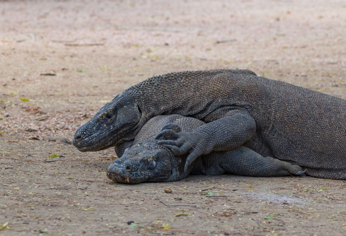 komodo dragon, rinca island, komodo national park, indonesia, giant lizard, monitor lizard, wild animal, two komodo dragons, endangered species, flores indonesia, predator, protected species, rare wildlife, exotic animal, wildlife photography, reptile, indonesian wildlife, ecosystem