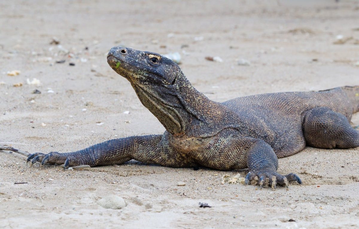 komodo dragon, rinca island, komodo national park, indonesia, komodo monitor, endangered species, monitor lizard, giant lizard, flores, west nusa tenggara, wildlife, large reptile, predator, protected species, wildlife photography, exotic animal, nature, reptile, rare wildlife