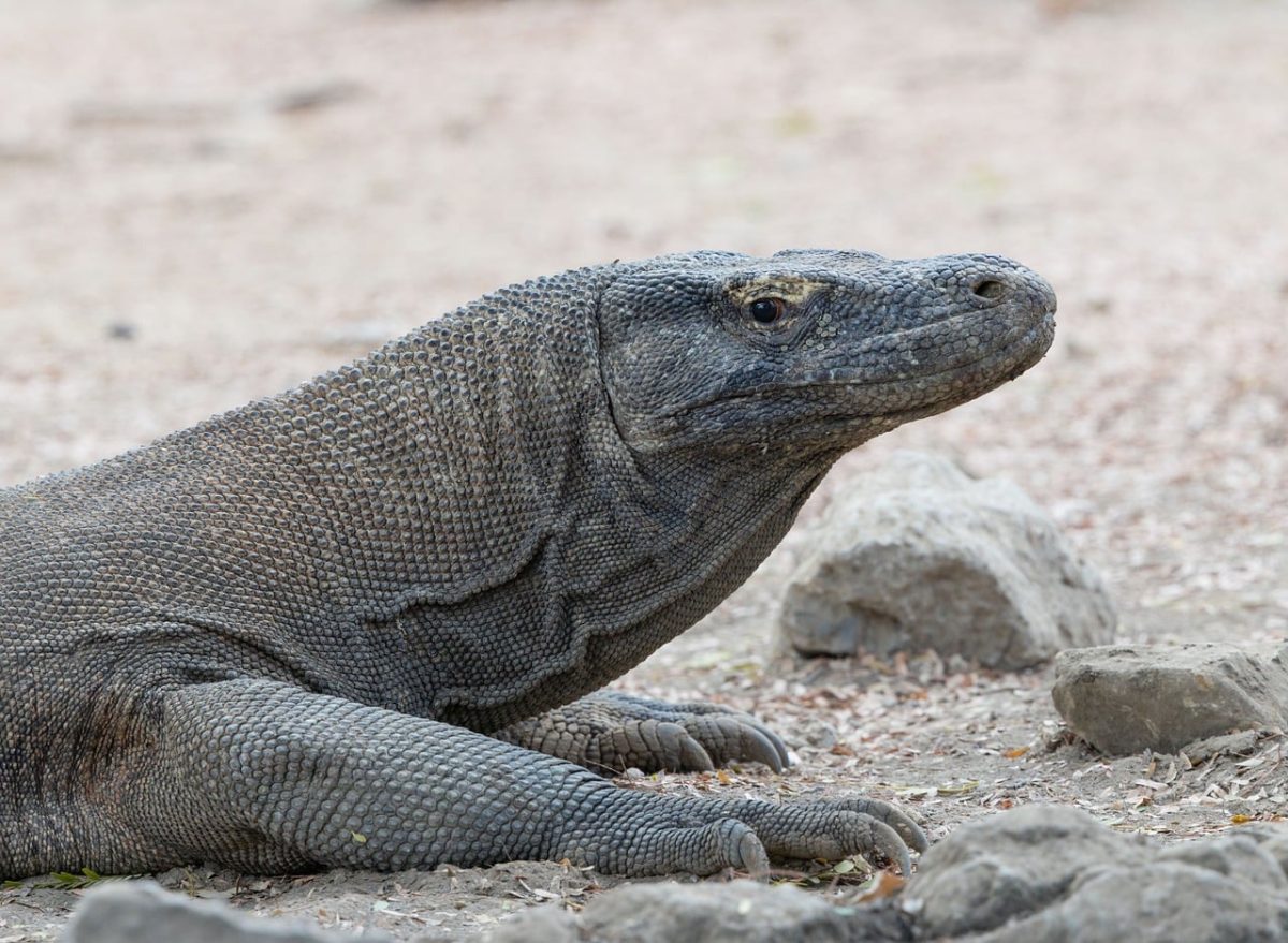 komodo dragon, rinca island, komodo national park, indonesia, endemic, wild animals, protected species, largest lizard, nature photography, east nusa tenggara, large reptile, predator lizard, monitor lizard, fauna, nature reserve, protected area, reptile, big lizard, island, indonesian fauna