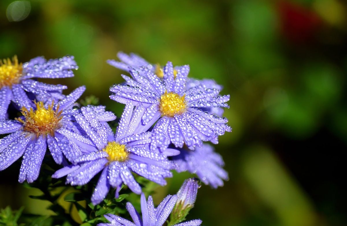 aster, flower, purple, droplets, water, nature, macro, autumn, fresh, dew, bright yellow, wallpaper, plant, background, hd wallpaper, gardening, fern, garden, wet, photography, edges