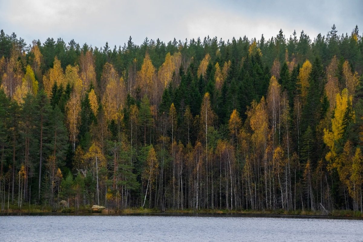 forest, autumn, lake, birch trees, nature, water, colorful, finland, trees, outdoors, woods, hiking, golden, sky, panorama, autumn leaves, pine trees, peace, yellow, natural scenery