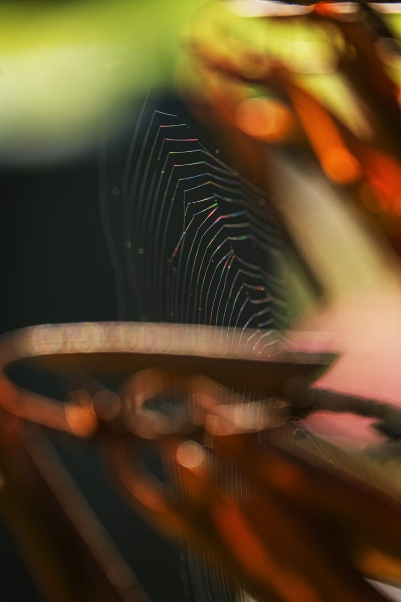 spiderweb, blur, macro, nature, sun, insects, natural textures, beautiful composition, close-up, interesting angle, spider landscape, abstract, translucency, soft light, autumn colors, rain, bugs, summer, moment