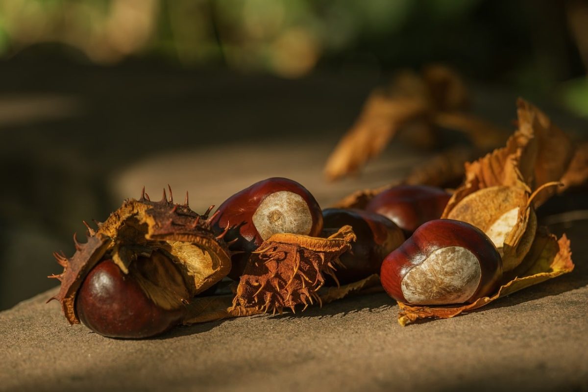 chestnuts, autumn, leaves, nature, sun, ripe, surface, natural light, brown, autumn fruits, outdoors, decay, gloss, natural environment, seasonal, shell, dried leaves, fallen leaves, naturally lit, harvest