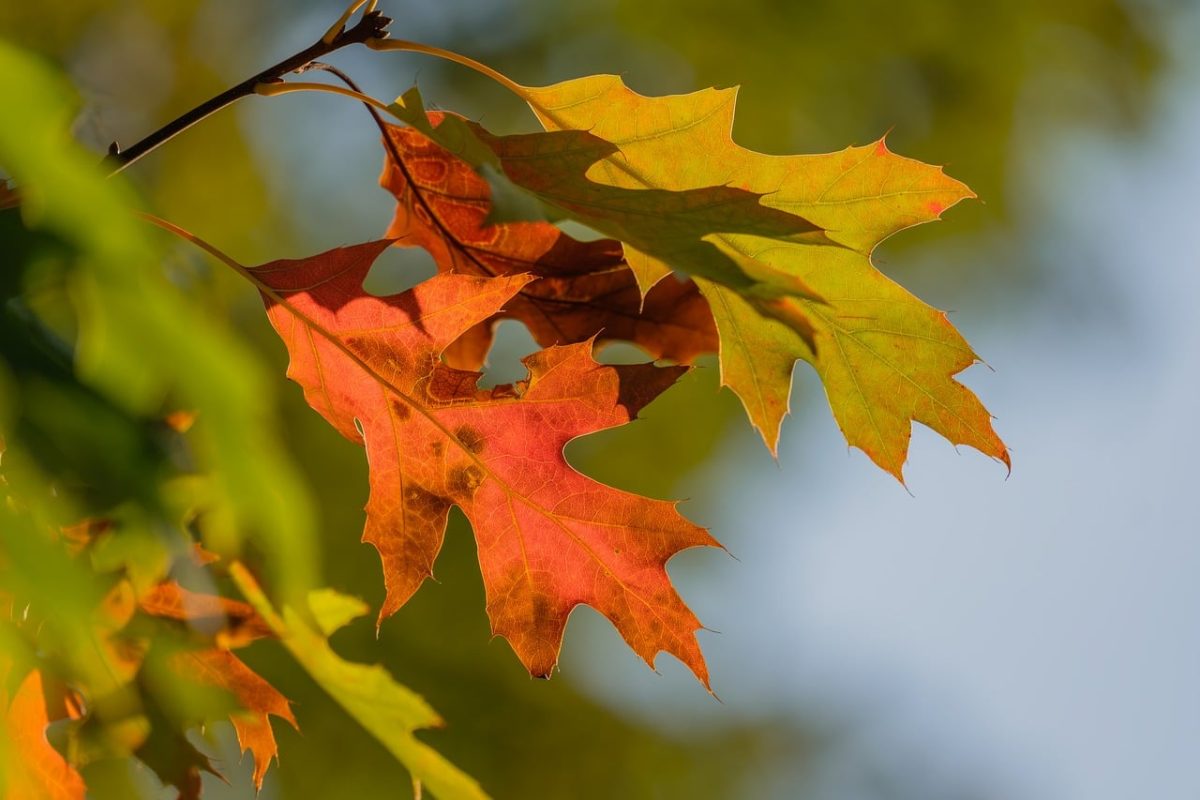 autumn, leaves, colorful, nature, green, orange, twig, vibrant, bark, sunshine, seasonal, natural, red, warm, natural beauty, outdoors, peaceful, beauty, falling leaves, tranquility, beautiful scenery
