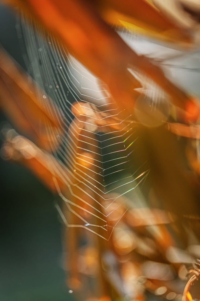 cobweb, nature, macro, spider, sunlight, autumn, bokeh, detail, abstract, texture, blur, natural beauty, natural habitat, beautiful, nature's wonder, golden, autumn motifs, fine lines, outdoor, soft effect