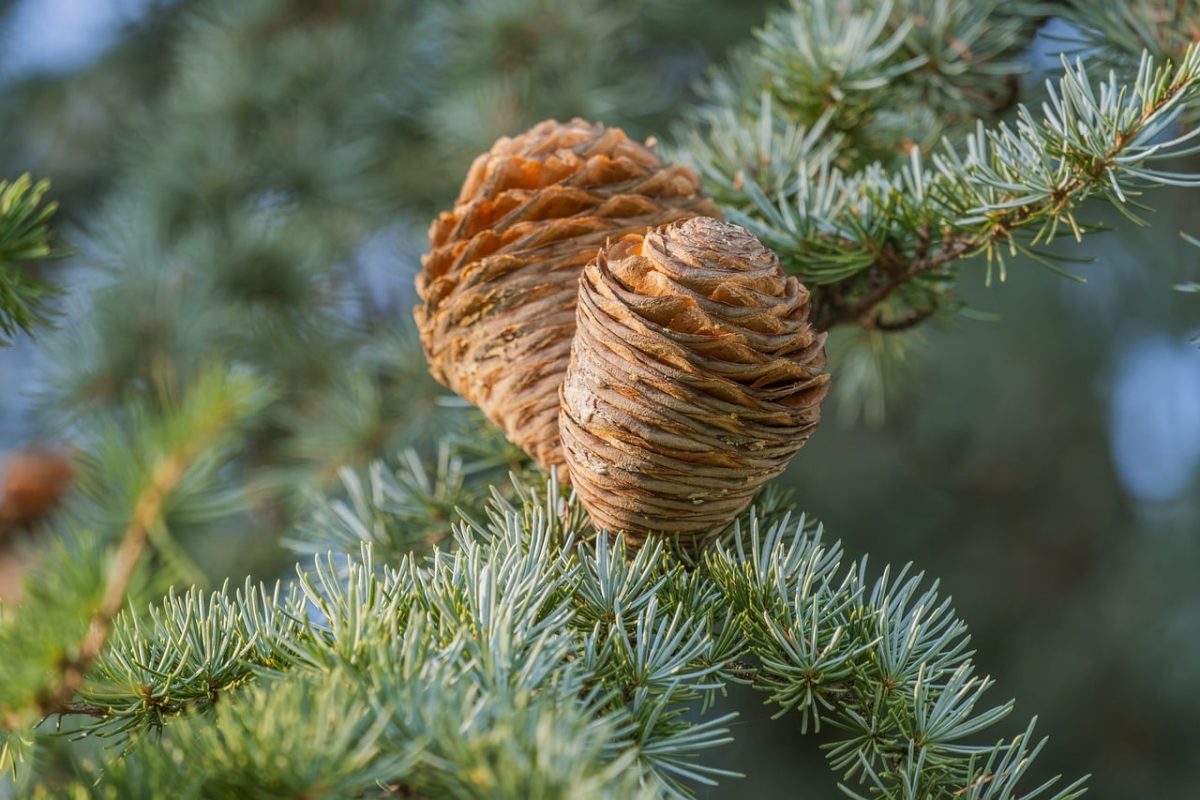 pine cone, conifer, nature, closeup, twig, tree, outdoor, forest, pine needles, autumn, natural background, details, green, brown, bokeh background, macro photography, park, garden, wintertime, natural environment, natural resources, forest environment