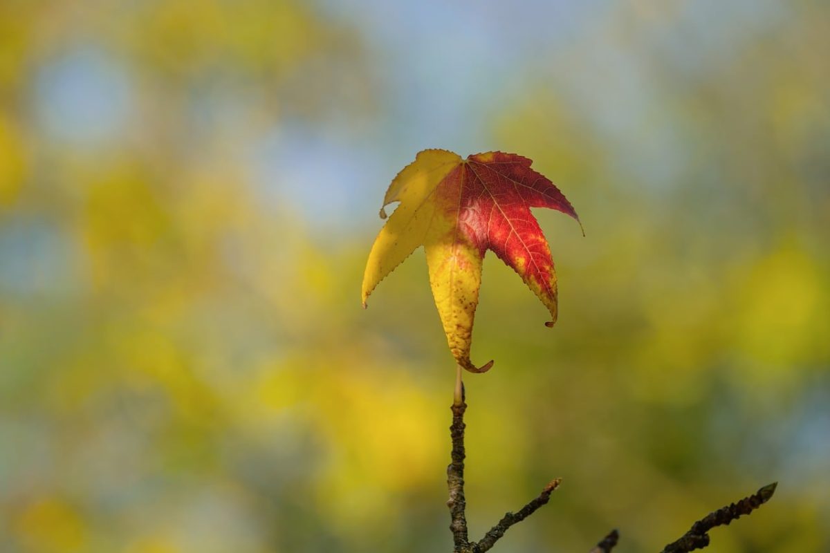 foliage, autumn, single leaf, yellow, red, blurred background, branch, macro, nature, outdoors, landscape, autumn leaves, natural detail, rainy season, leaf texture, sense of calm, morning sun, contrast, vibrant color, beauty, seasonal change