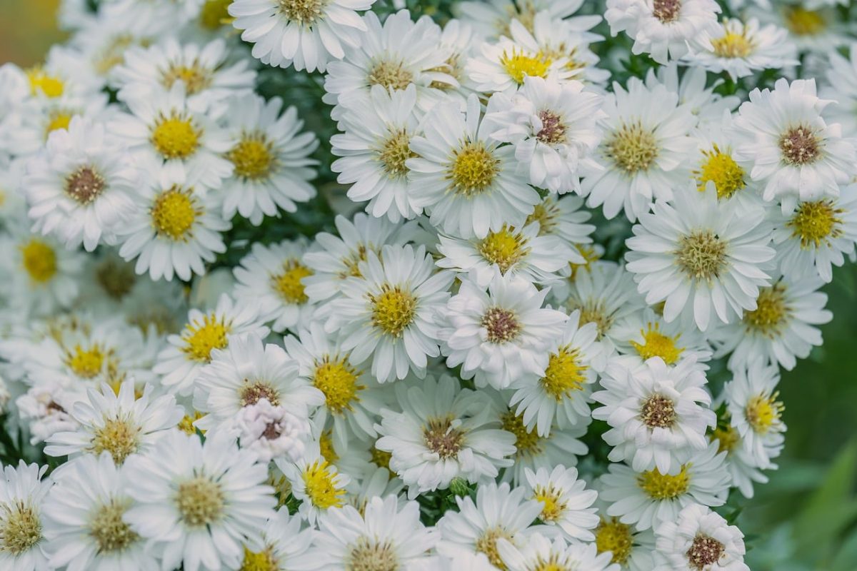 flowers, chrysanthemums, white blossoms, garden, fresh flowers, blooming, green leaves, seasonal, nature, pure white, outdoor decoration, cultivation, beauty, detail, ornamental plant, romantic, dome of flowers, flowering plant, warmth, fragility