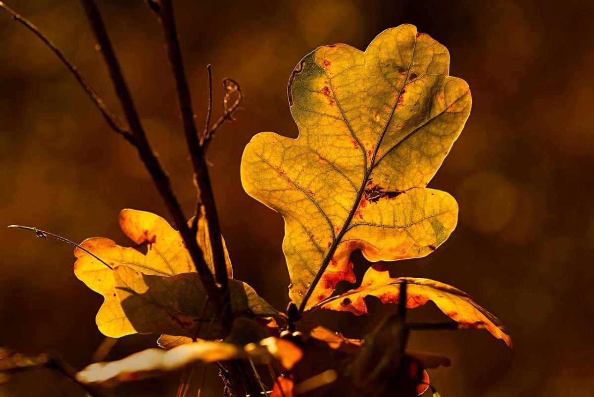 autumn, leaves, oak leaves, golden hour, autumn foliage, nature, orange, golden, macro, sunlight, backlit, detail, natural light, outdoors, focus, warm, tree, observe, background, landscape, beauty