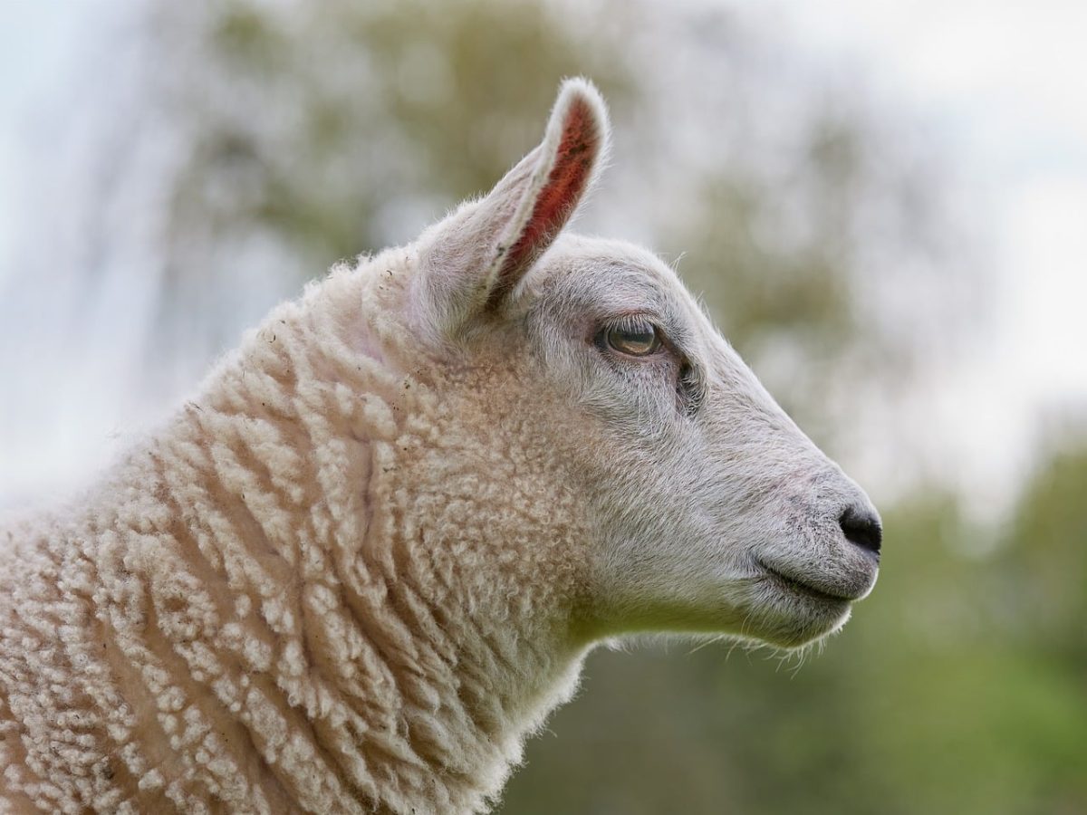 sheep, lamb, wool coat, nature, farm, animal, animal portrait, side view, rural setting, animal wool, livestock, cute expression, outdoors, eyes, animal exterior, sheep farming, field, greenery