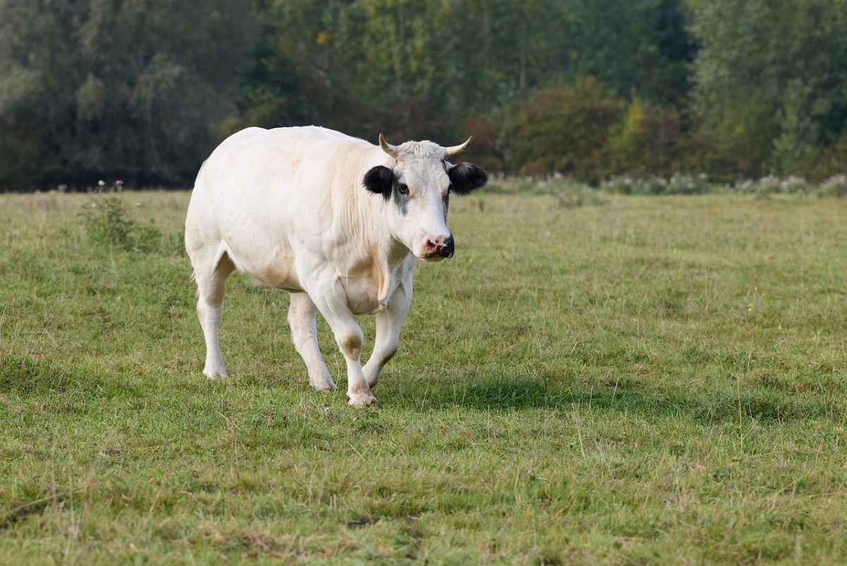 cow, cattle, bull, pasture, field, agriculture, white animal, mammal, muscular, rural, nature, grass, outdoors, farm, cattle farming, beef cattle, idyllic scene, greenery, summer day