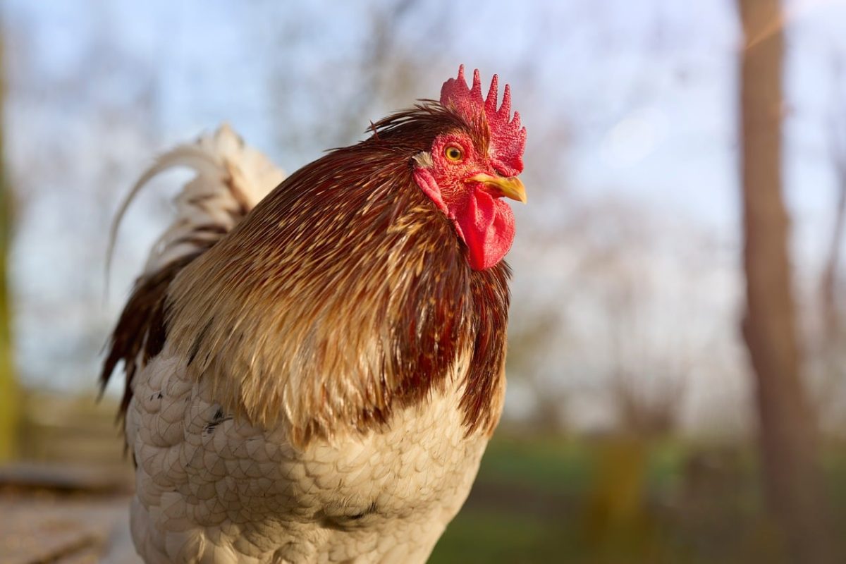 rooster, poultry, bird, farmyard, countryside, red, feathers, comb, wattle, portrait, outdoor, animal, nature, agriculture, young, domestic, rural, livestock, pattern, sharp