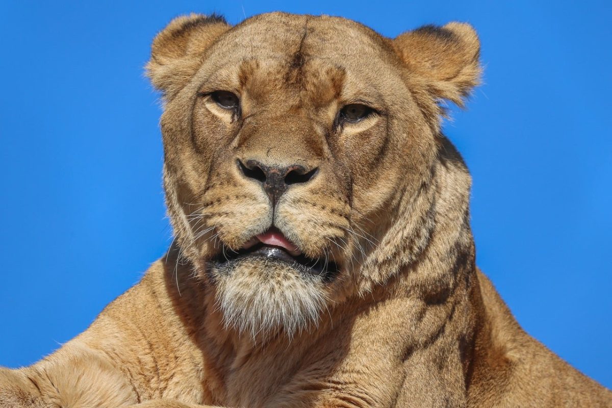 lion, nature, animal, predator, female, blue sky, savanna, wilderness, mammals, african, big cat, safari, ethology, animal anatomy, detail, portrait, beautiful, strength, dominance, wildlife