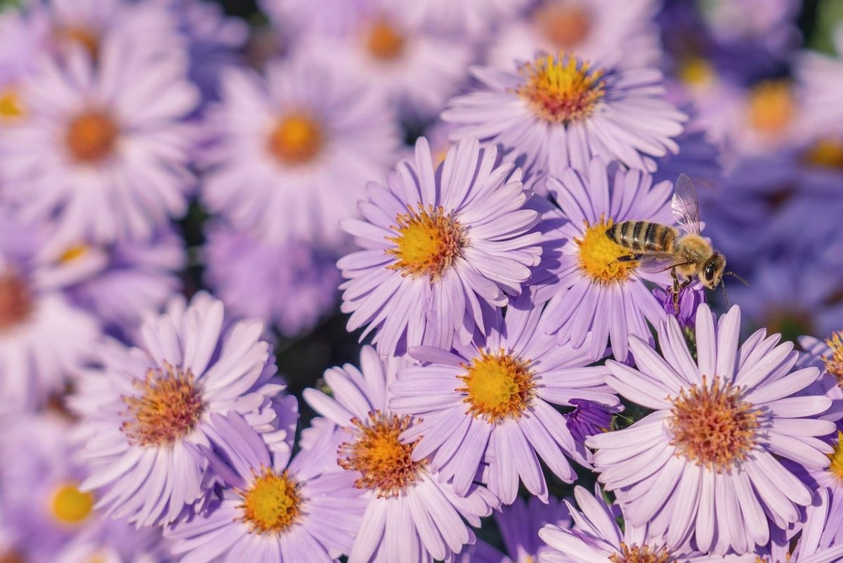 asters, beautiful flowers, bee, flowers, petals, purple, yellow center, flower background, close-up, nature, pollinator, beautiful, bloom, insect, sweet, outdoor, garden, light, flower wallpaper, autumn, beekeeping, ecology, pink