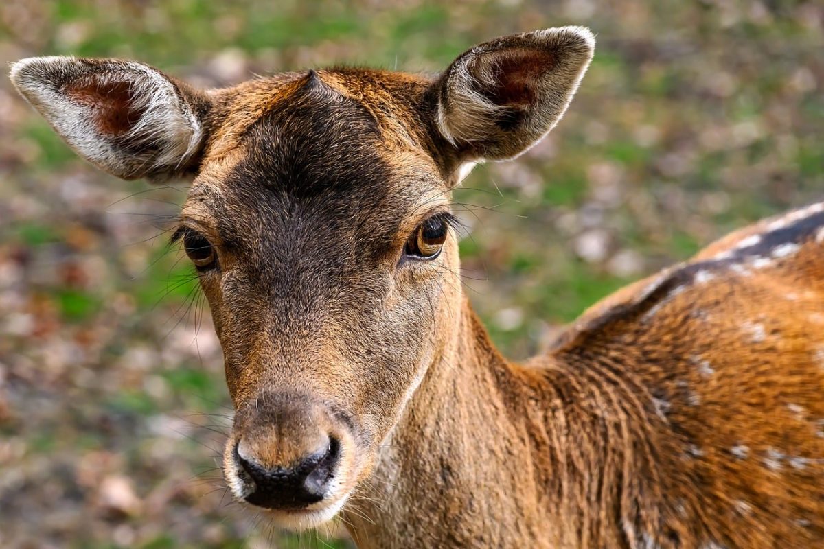 deer, mammal, wild, nature, wildlife, fauna, grass, herbivore, curious, eyes, fur, close-up, landscape, pair, forest, autumn, brow, fawn, outdoor, beauty