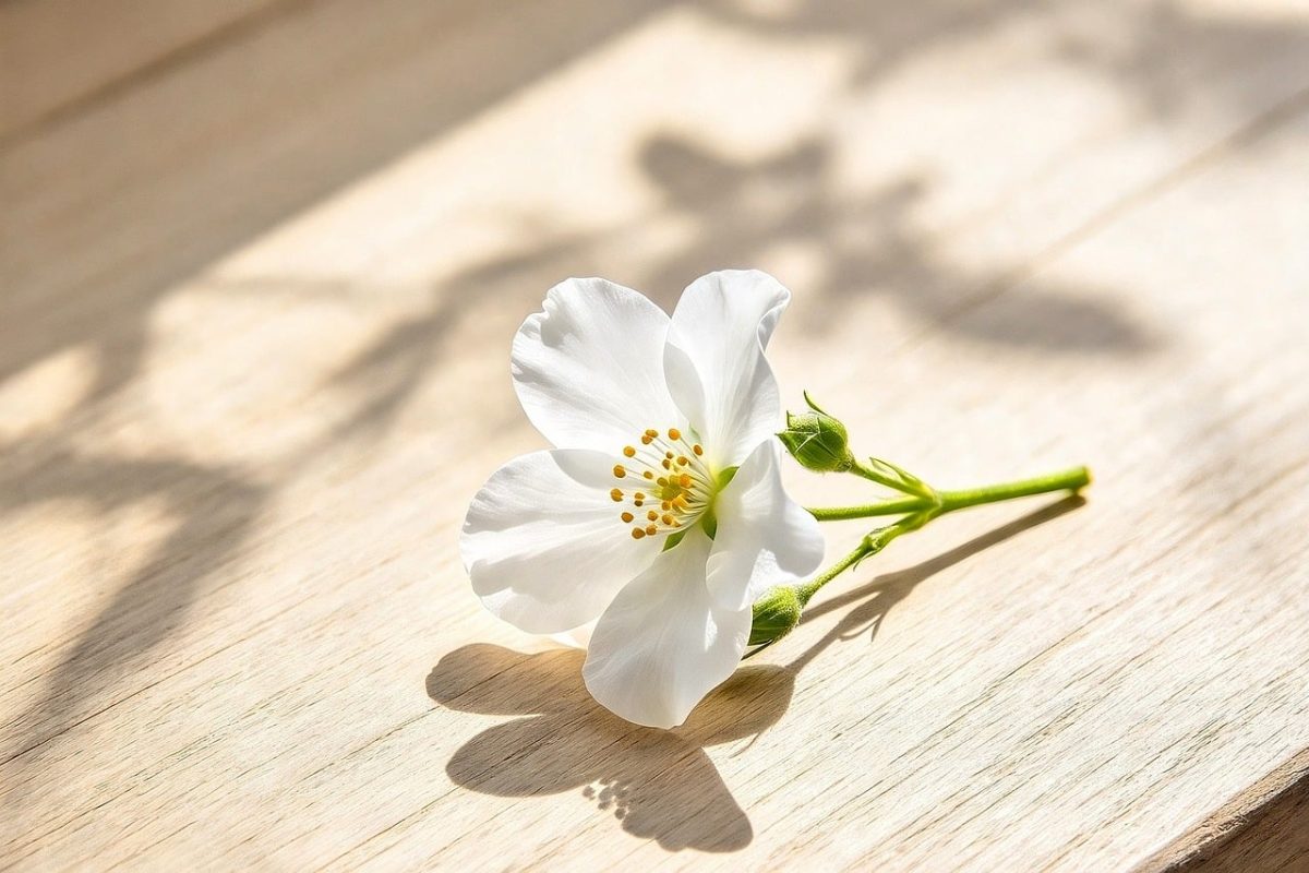 white flower, wooden board, shadow, nature, flower wallpaper, light, vintage style, natural beauty, decorative flower, minimalism, spring theme, simplicity, artistic photography, flower background, flower, beautiful flowers, interior design, delicate appearance, details, single flower, impressive lighting, simple elegance, freshness, artistic impression