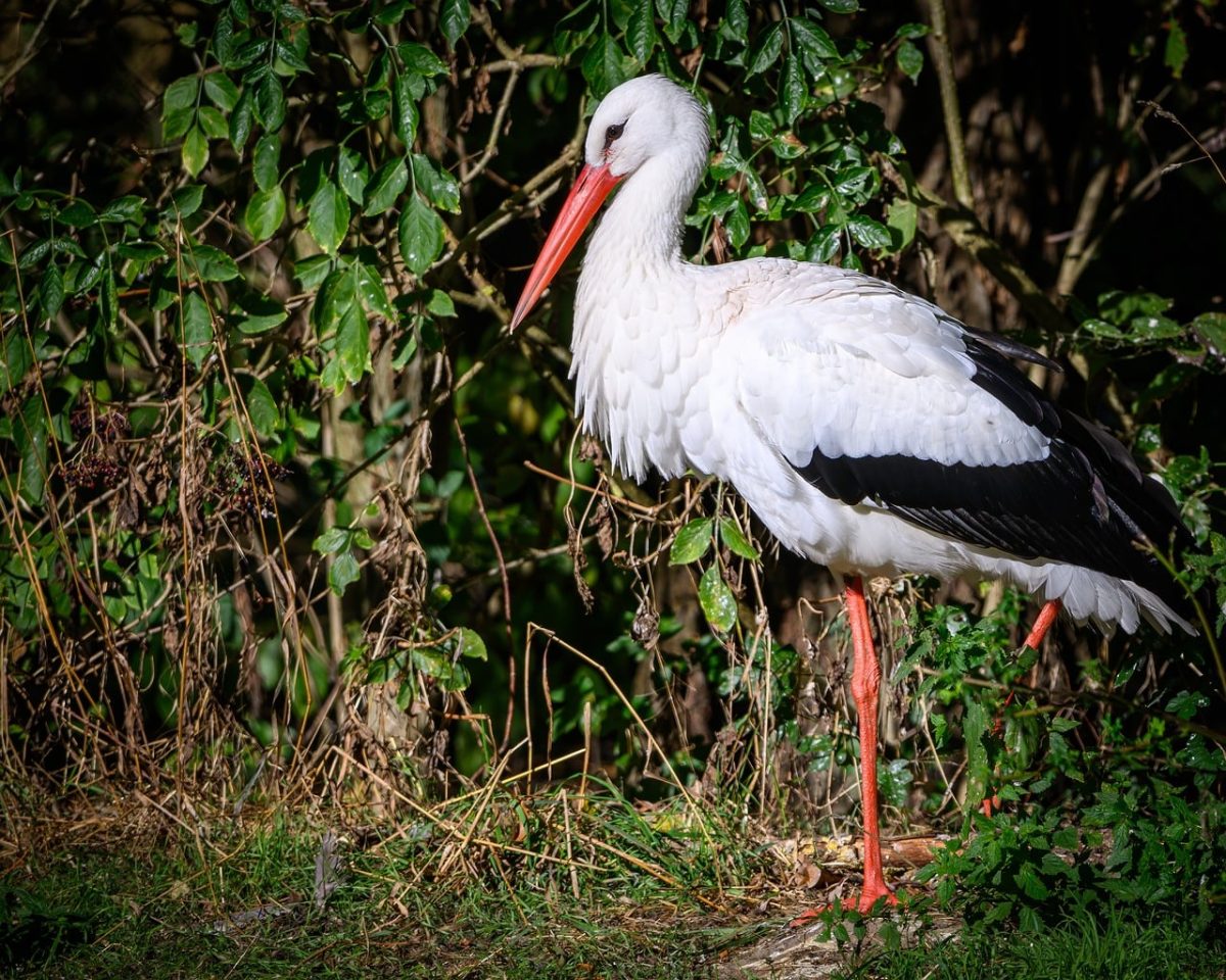 stork, nature, bird, feathers, ornithology, beak, wings, birdwatching, fauna, white stork, natural surroundings, daylight, garden, wildlife, green leaves, animal kingdom, open nature, beautiful, one leg