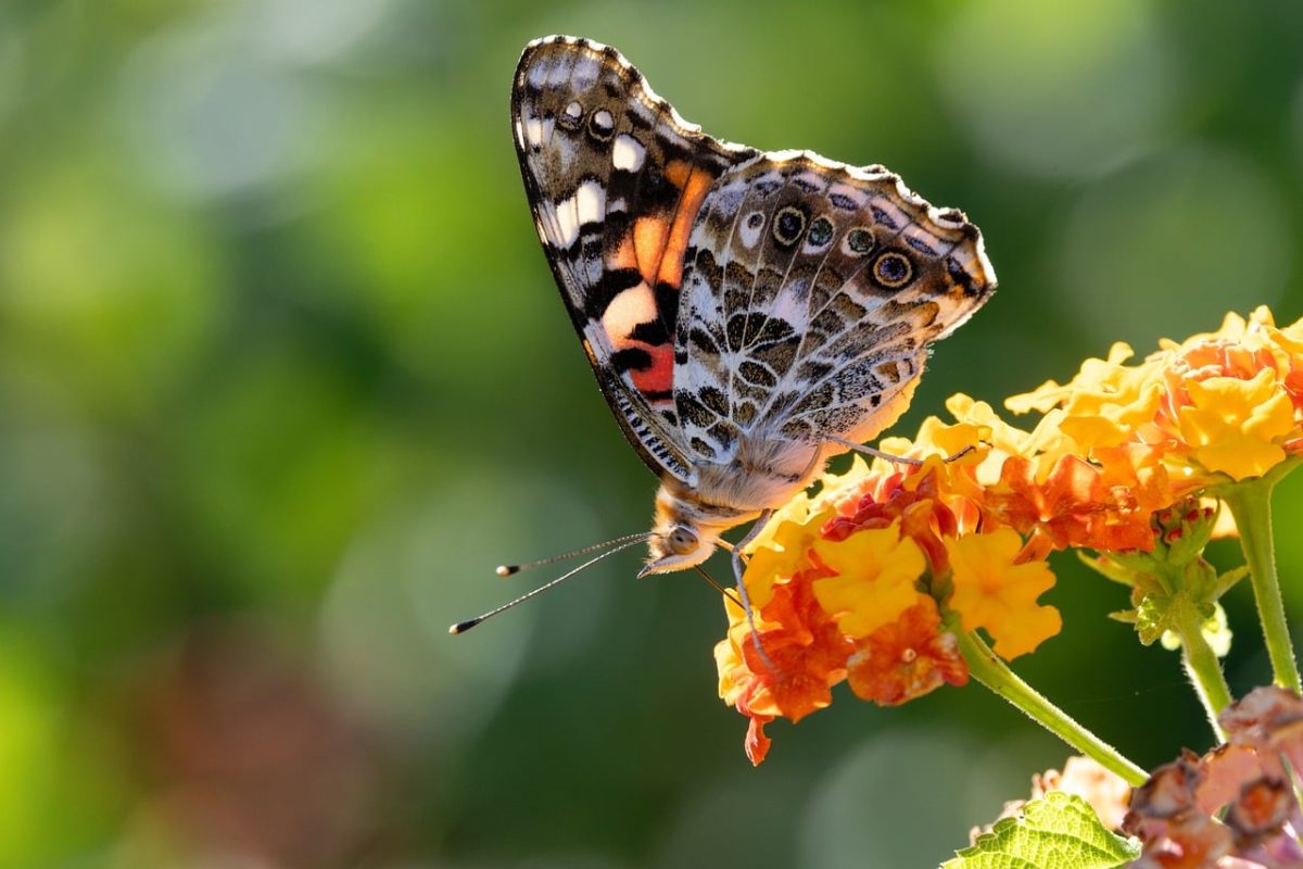 butterfly, lantana, flower, wing, insect, bloom, painted lady, flower background, pollinate, orange, green background, beautiful flowers, macro photography, spring, flower wallpaper, nature, details, insect pollinator, beautiful, colorful, light, outdoor