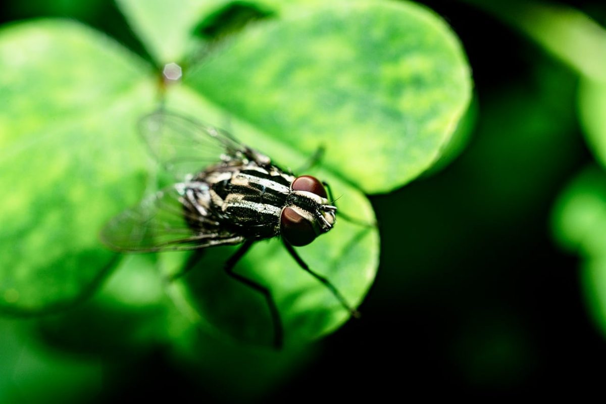 fly, leaf, macro-photography, nature, insect, close-up, green, animal, environment, vegetation, four-leaf clover, sharp, four, natural, beauty, earthy, black-and-white, exciting, vibrant, luxurious
