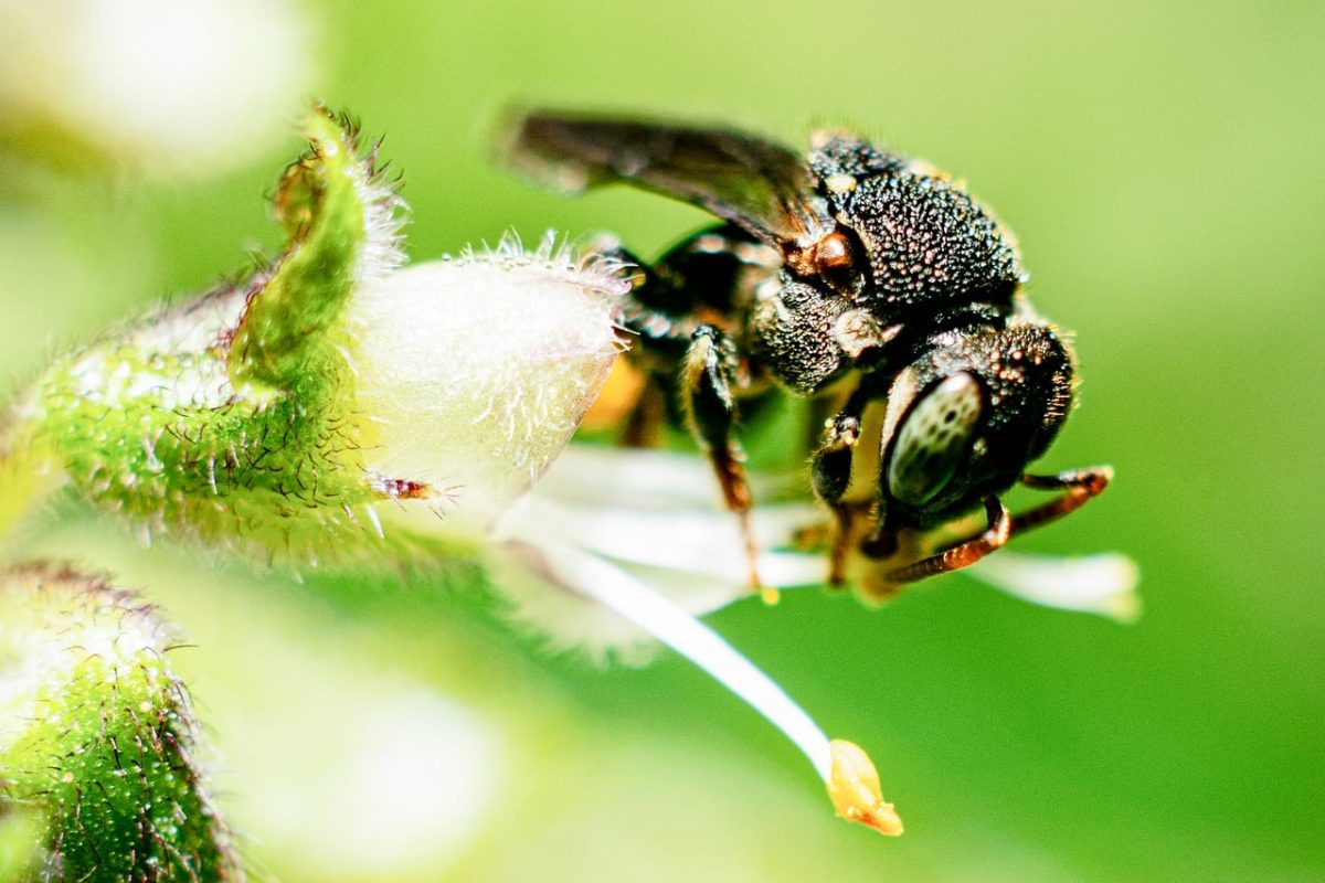 bee, flower, flower background, pollen, nectar, beekeeping, entomology, nature, macro, insect, wings, pollination, animal, close-up, winged, yellow, beautiful flowers, bloom, wing, green, macro photography, flower wallpaper, detail