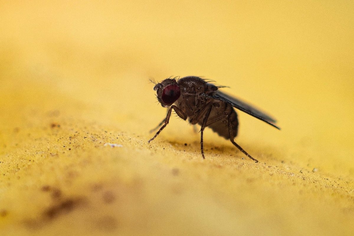 fly, insect, macro, macro photography, close-up, biology, fruit, yellow, beetle, nature, banana, fauna, detail, entomology, small, natural history, color, shape, pigment, ecology, texture