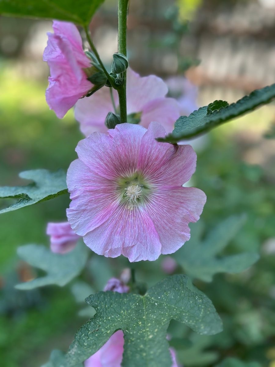 pink flower, hollyhock, beautiful flowers, nature, floral background, garden, outdoor, flower wallpaper, flower, foliage, flower background, summer, beauty, beautiful wallpaper, blurred background, macro, natural, green, stems, petals, flower photography, botany, background, close-up, outdoor photography