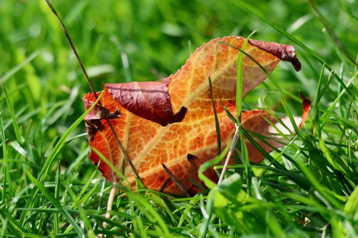 dry leaf, autumn leaf, grass, leaf in grass, green, nature, sunny weather, single leaf, fallen, detailed, leaf texture, venation, botany, macro, whole, bright colors, autumn, naturalness, under the leaf