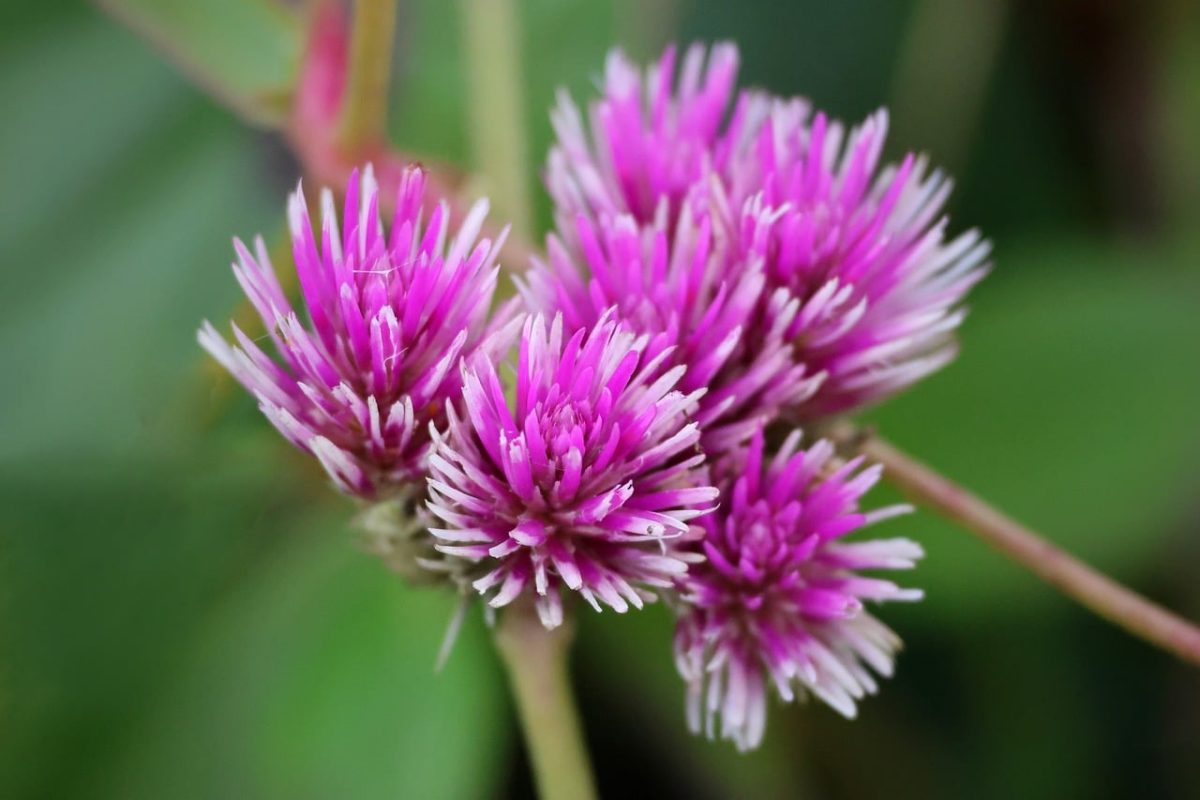 gomphrena globosa, frothy blossoms, nature, macro, flower, pink, nature photography, blooming, botany, horticulture, detail, summer, green leaves, outdoors, agriculture, colorful flowers, fresh, green background, delicate flowers, flowering plant