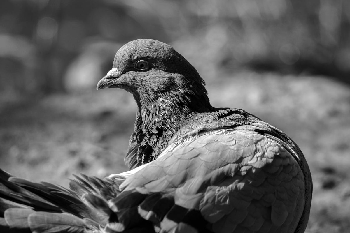 pigeon, black-and-white, grey, detail, texture, feathers, bird, animal, monochrome, portrait, head, animalistic, nature, outdoor, wild, profile, plumage, light and shadow