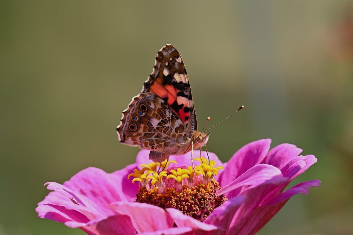 painted lady, butterfly, zinnia, flowers, macro, nature, insect, beautiful flowers, garden, flower wallpaper, wings, bright color, landing, details, outdoor, beauty, summer season, flower background, life cycle, better details, environment, development, unique