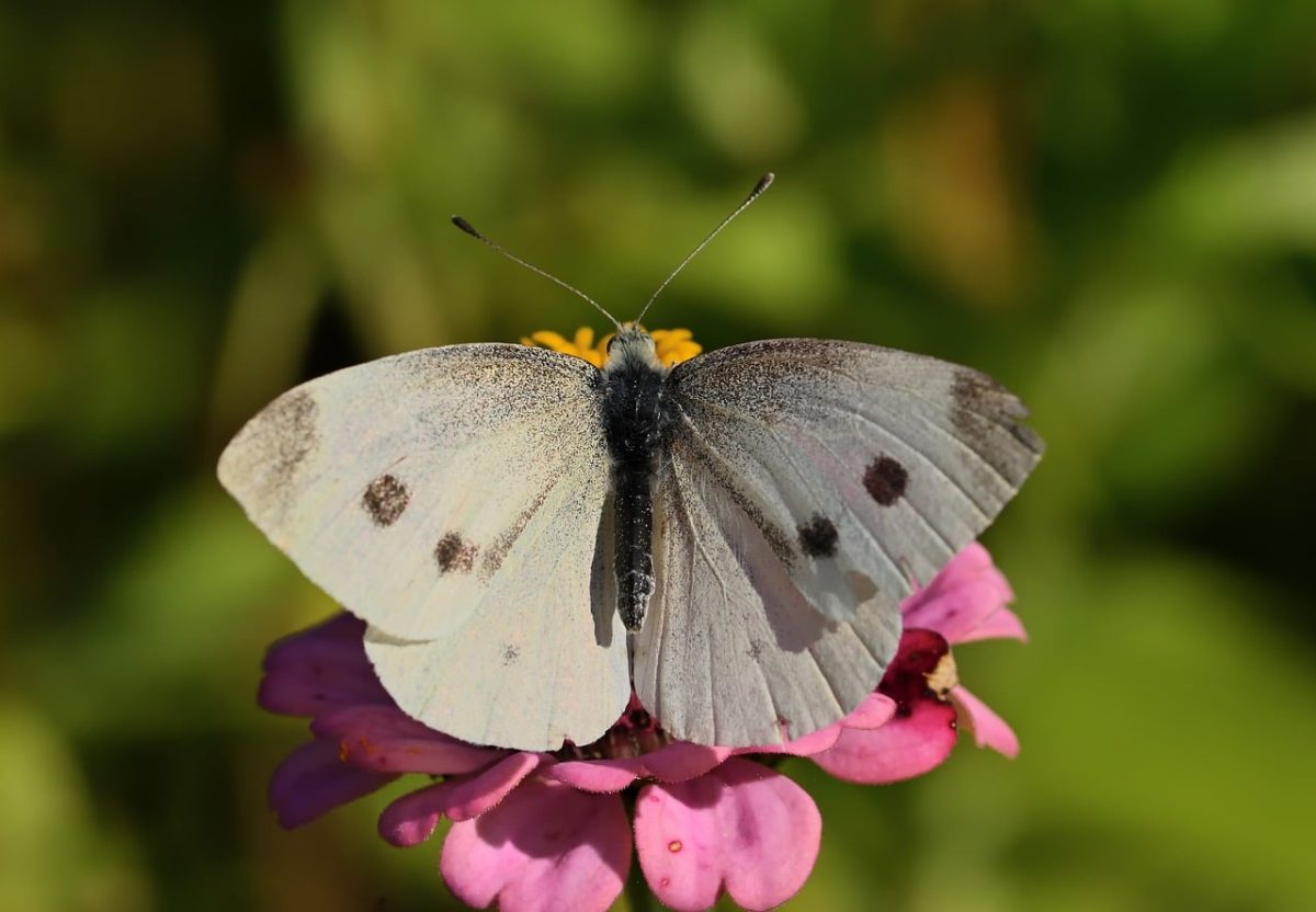 butterfly, white wing, macro, plant, garden, pink flowers, nature, insect, detail, natural science, autumn, zoology, ecology, calm, fragile, winged, soft light, field flower, botany, timeless